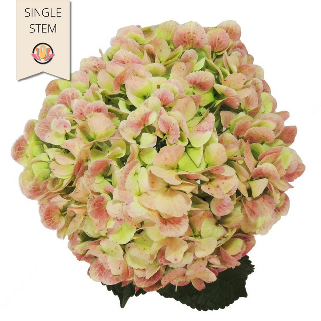 Hydrangea Ant. Green cont(STEM