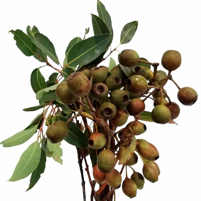Eucalyptus Pods TUTULI