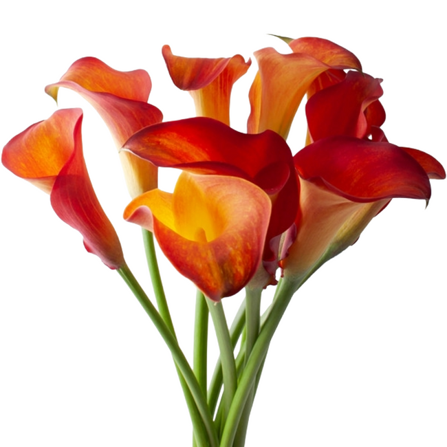 Calla CaptainTrinity holl