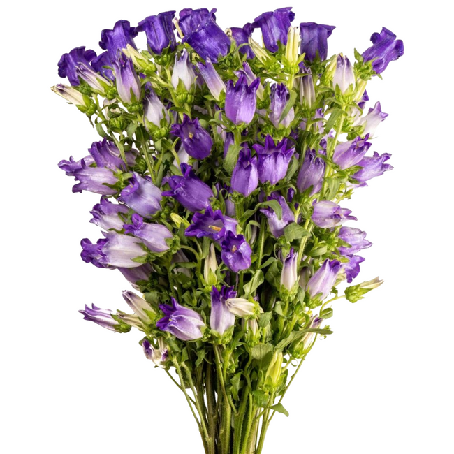 Campanula Blue (5 stems), Esmerelda