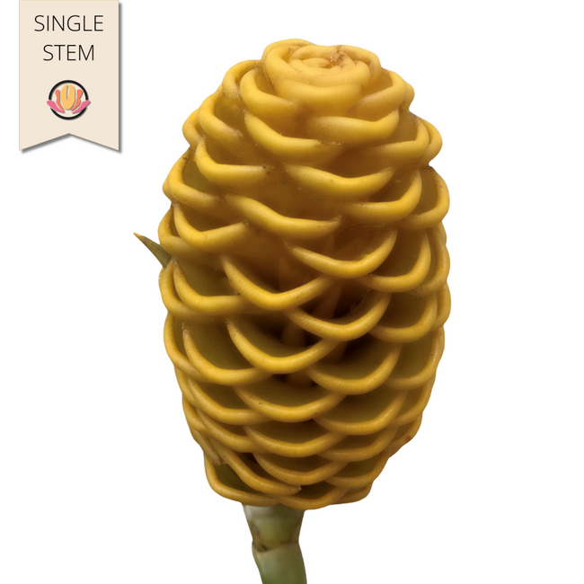 Ginger Shampoo national(STEM)