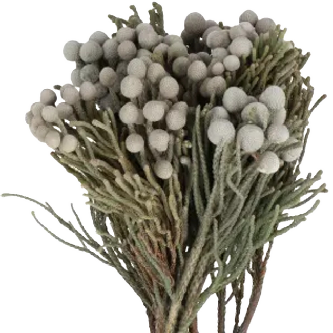 Brunia Silver40 cm holex