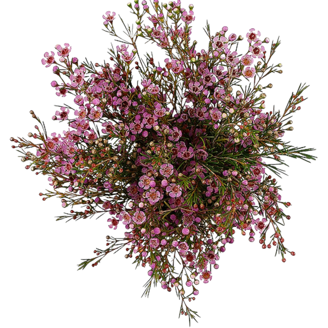 Waxflower Pink fresca