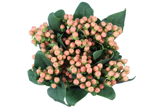Hypericum Mellow Romance 50cm