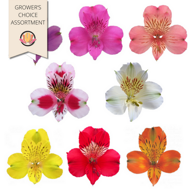 Alstro Asst SupSel x9 RIO