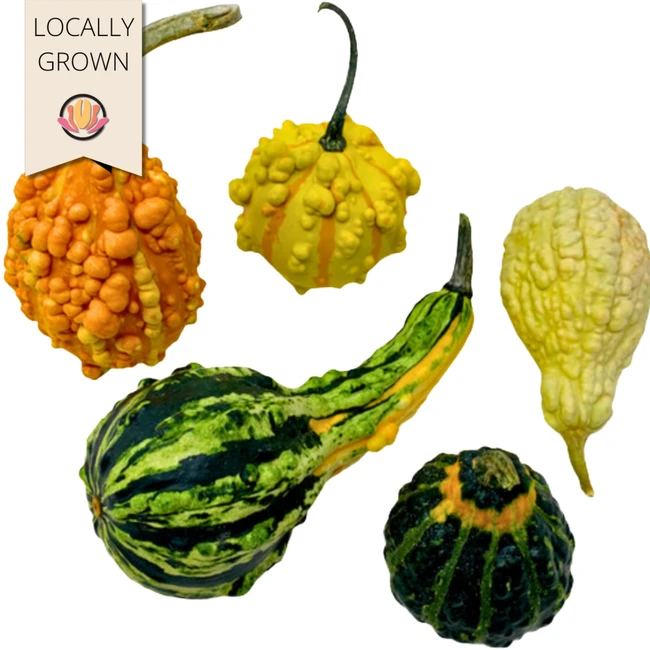 Pumpkins Gourd raab(cs)