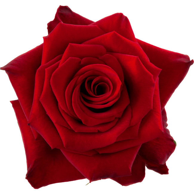Rose Red Paris 50cm rprima