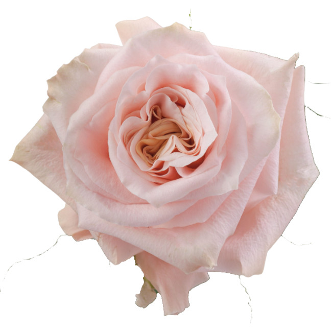 Rose Shimmer 70cm rprima