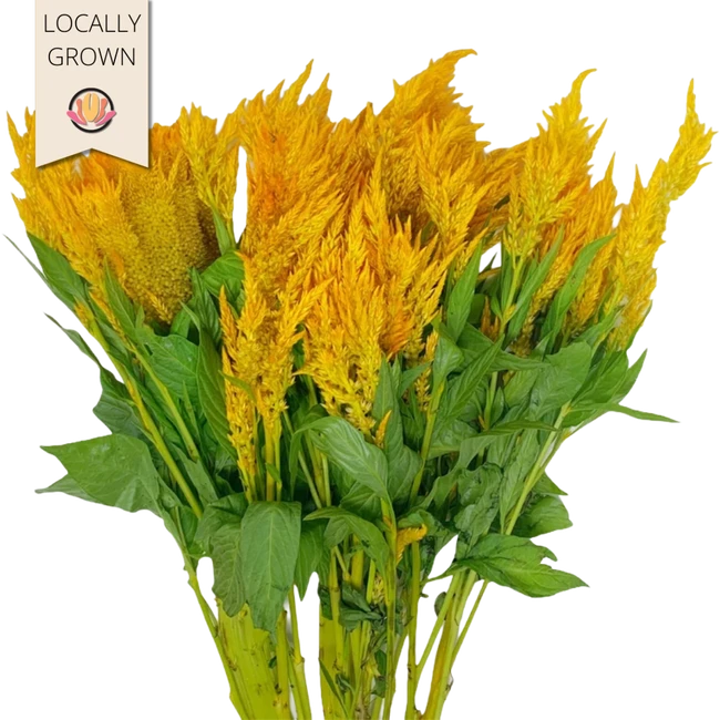 Celosia Yellow hendricks s.s.