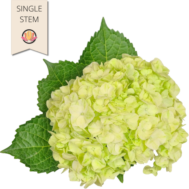 Hydrangea LimeGreen fresca(STE