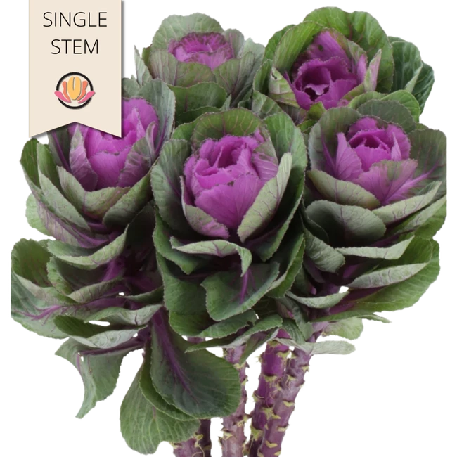 Kale Red Crane holl(STEM)