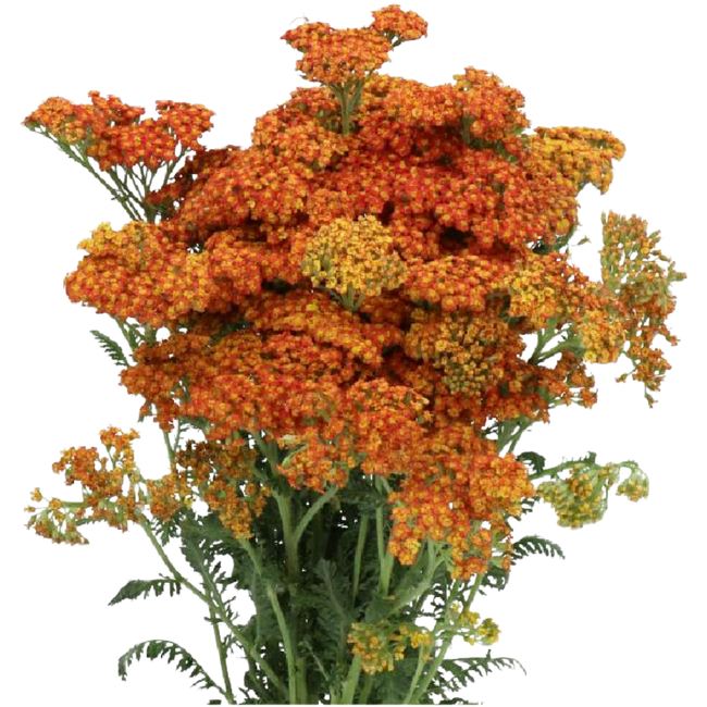 Yarrow Walter Funken holl