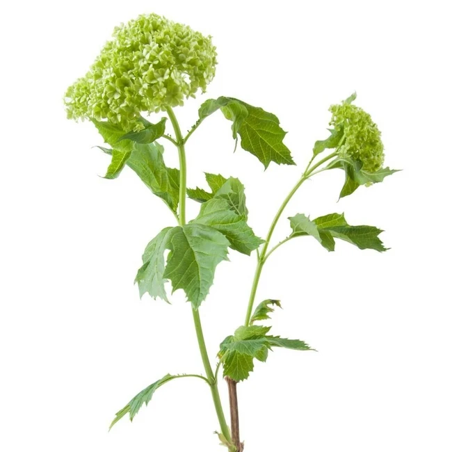 Vibernum chile (5st)