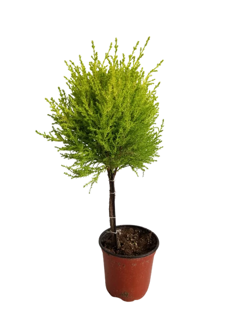 4" GOLD CREST CYPRESS TOPIARY