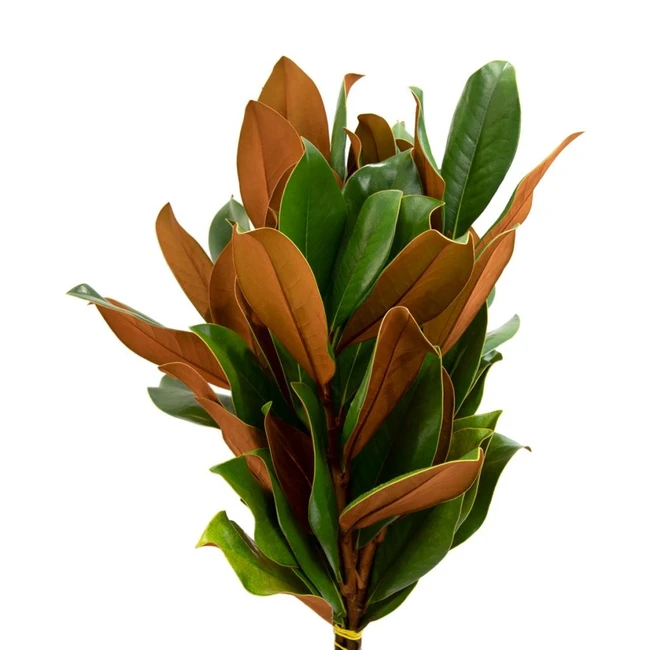 Magnolia Tips bennett