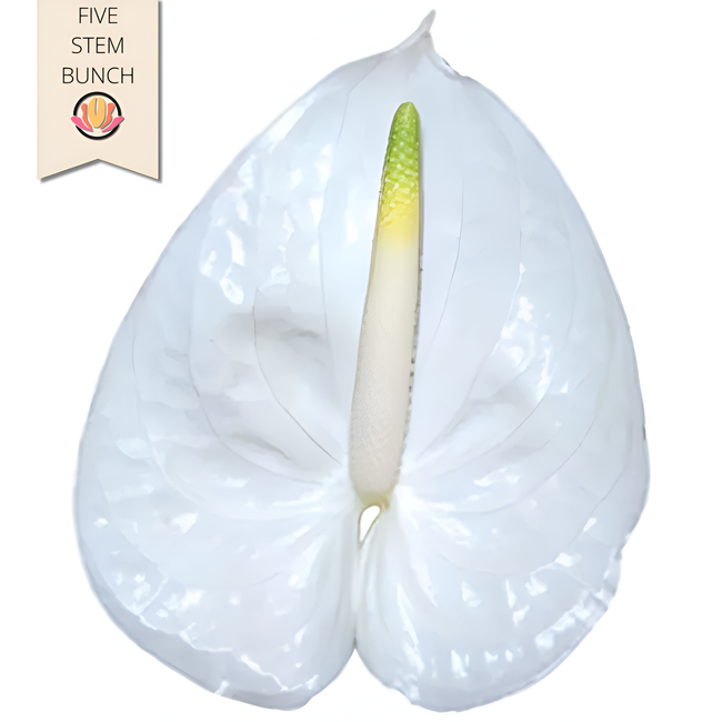 Anthurium White Small (x5 st) canada