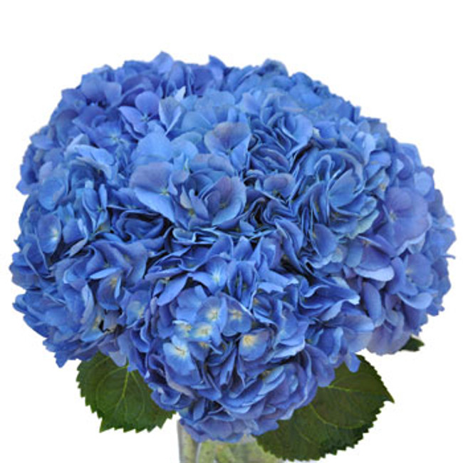 Hydrangea Shocking Blue holex(STEM)