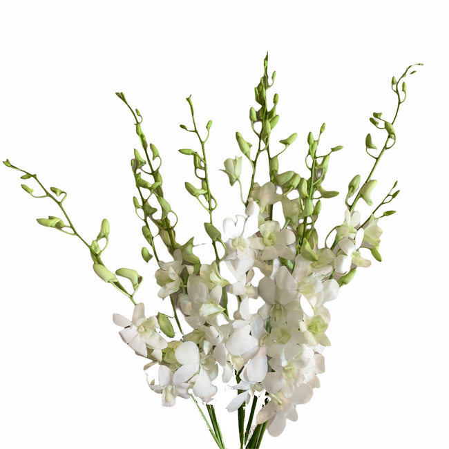 Dendro White national (bu)