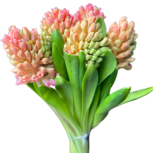 Hyacinth Org Lion holl