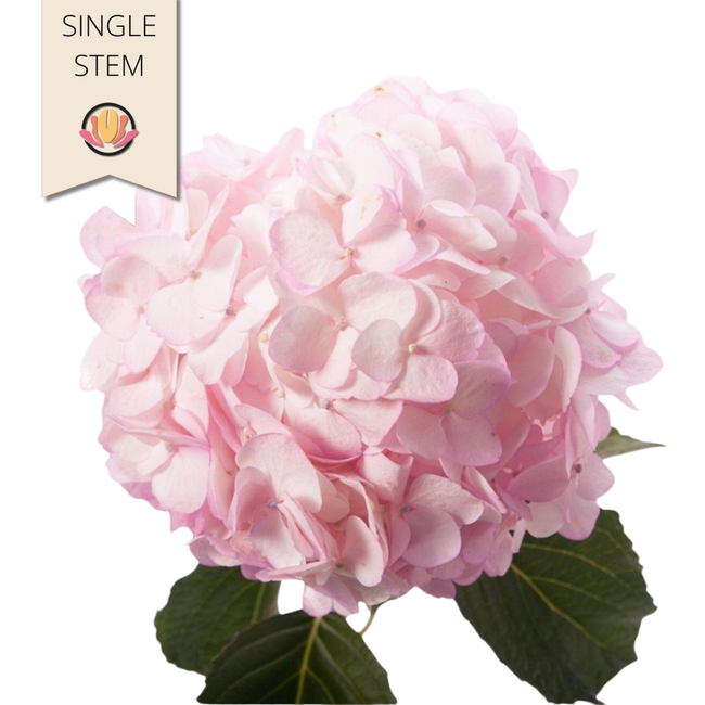 Hydrangea Pink rfi(STEM)