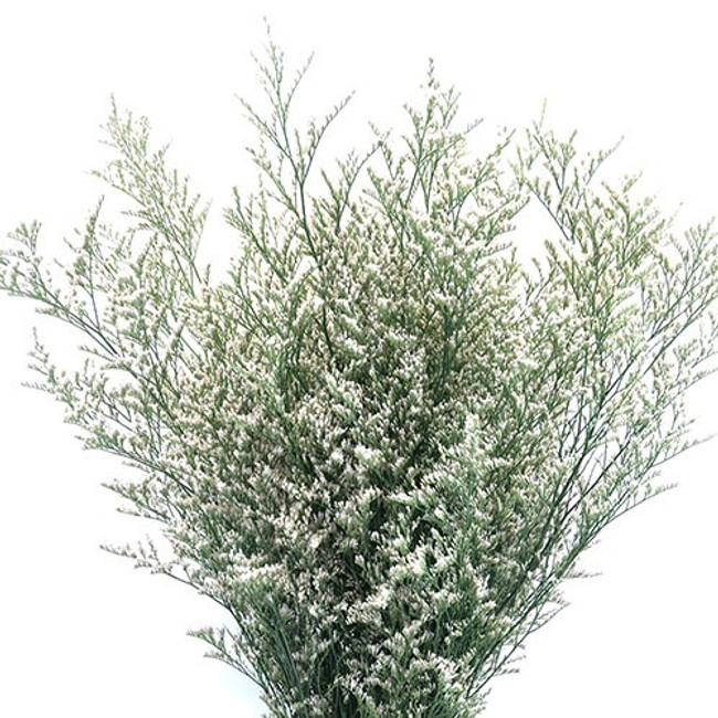 Limonium White bmark