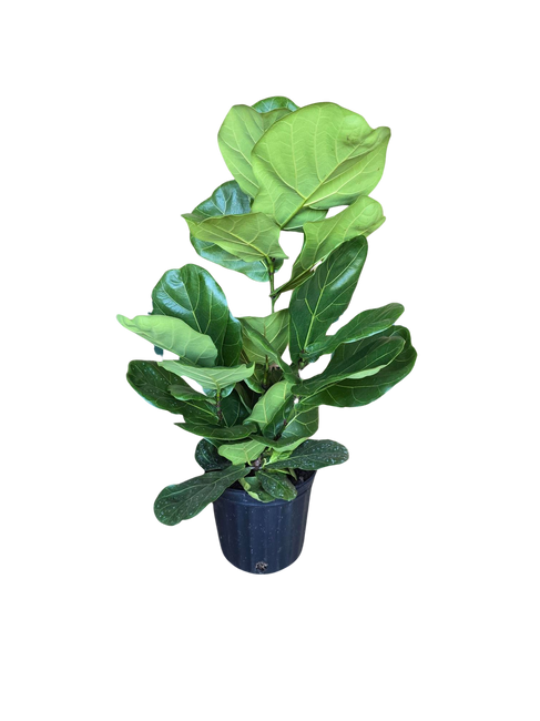 8" POTTED FIDDLE LEAF FIG