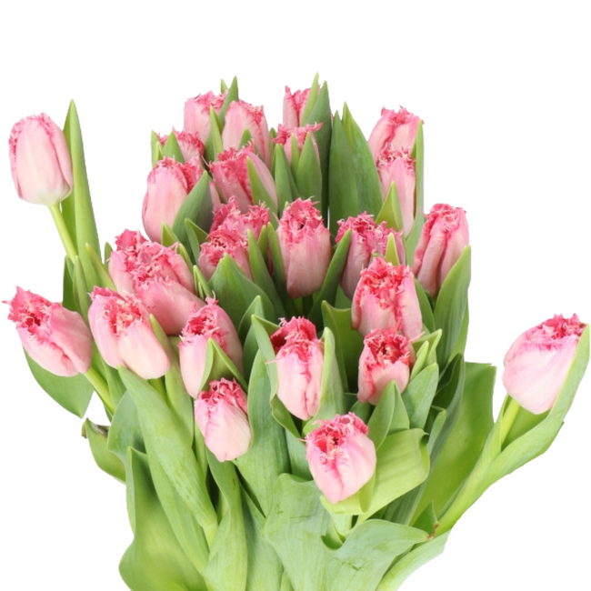 TulipFrill Pink, Holex