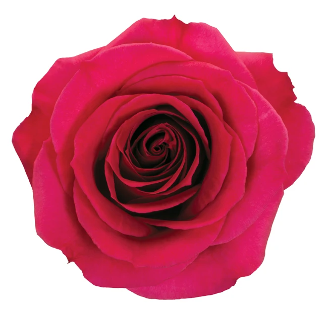 Rose Queenberry 50cm rprima