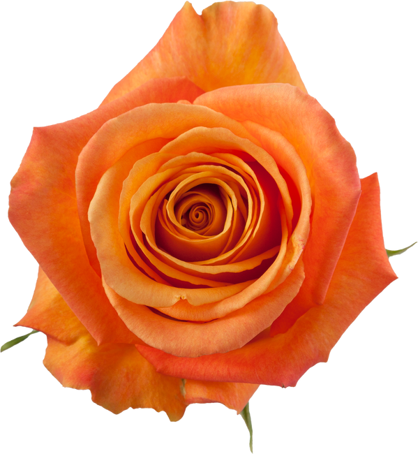 Rose Confidential  50cm rprima
