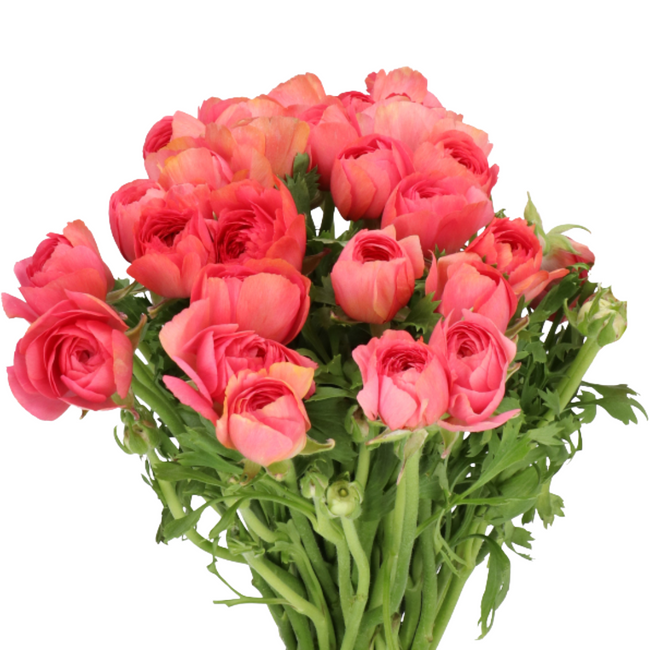 Ranunculus Cloony Fragolino ho