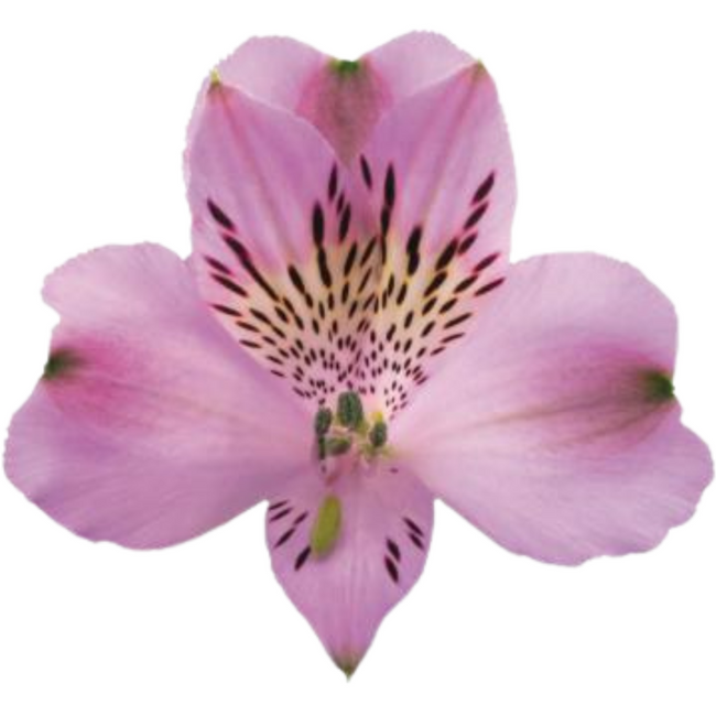 Alstro. Lavender much perf