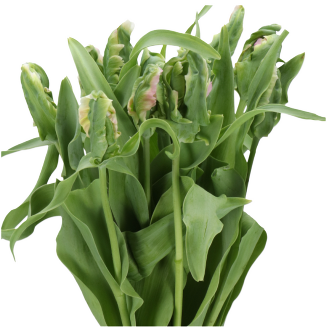 Tulip French GreenWave Parrot