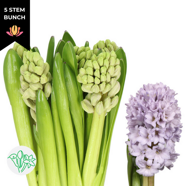 Hyacinth City Of Bradford holl