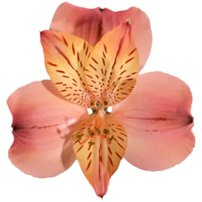 Alstro Peach Sel BM