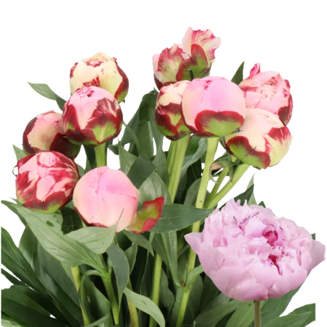 Peony Sarah Bernhardt holl 50cm