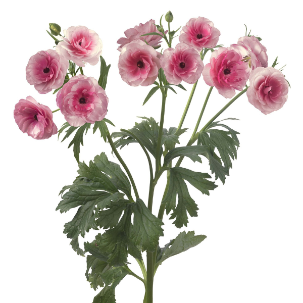 Ranunculus Butterfly Hera holl