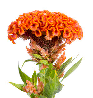 Coxcomb Orange holl(5st)