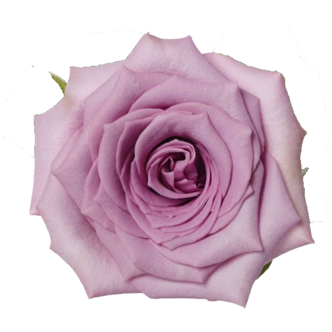 Rose Avant Garde 50cm priv coll rio