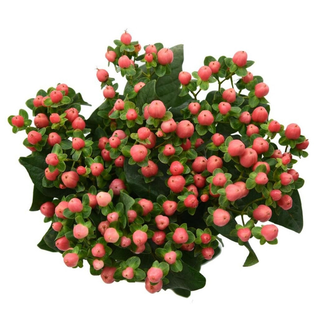 Hypericum Sweet Romance 60cm b