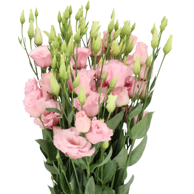 Lisanthus Lt Pink holl