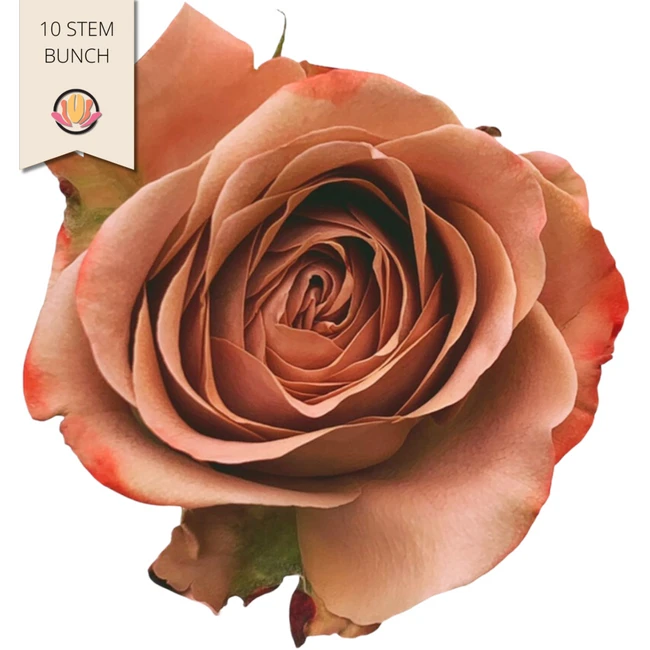 Rose Cappuccino holl(10st)