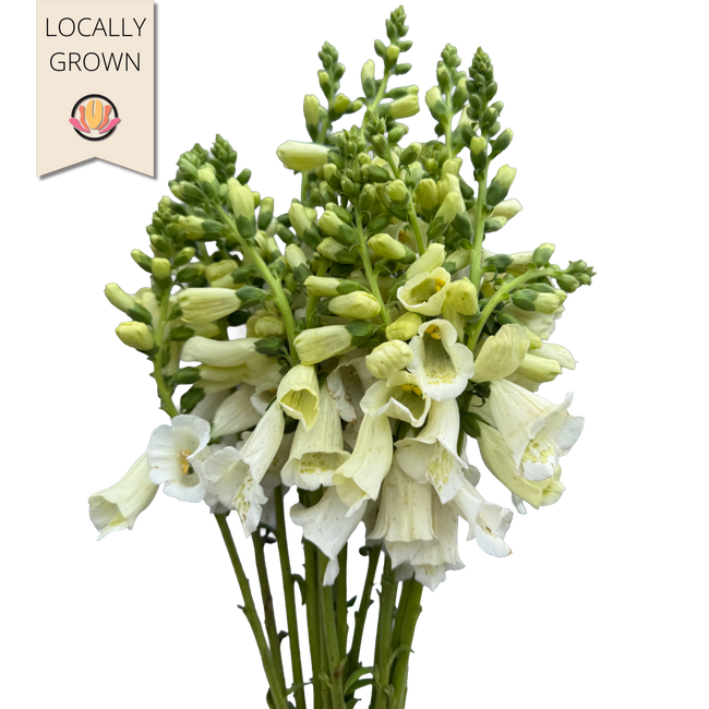 Foxglove White local