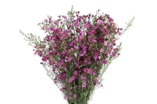 Waxflower Purple fbi