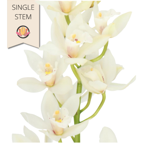 Cymbidium White holl(STEM)12+8