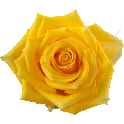 Rose Lighthouse 50cm rprima