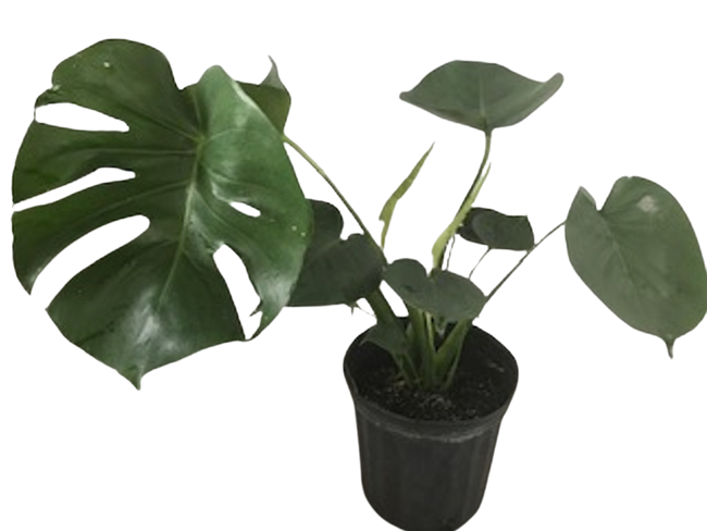 8" POTTED MONSTERA