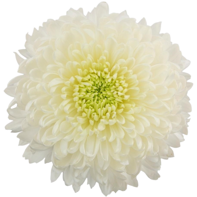 Mum Disbud Ball Magnum (10 stem), Sole