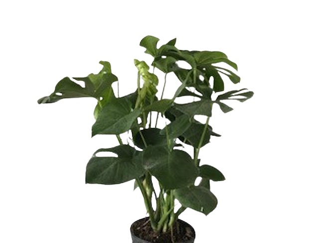 10" MONSTERA