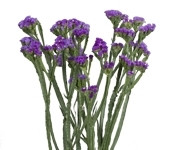Statice Tissue Purple bella