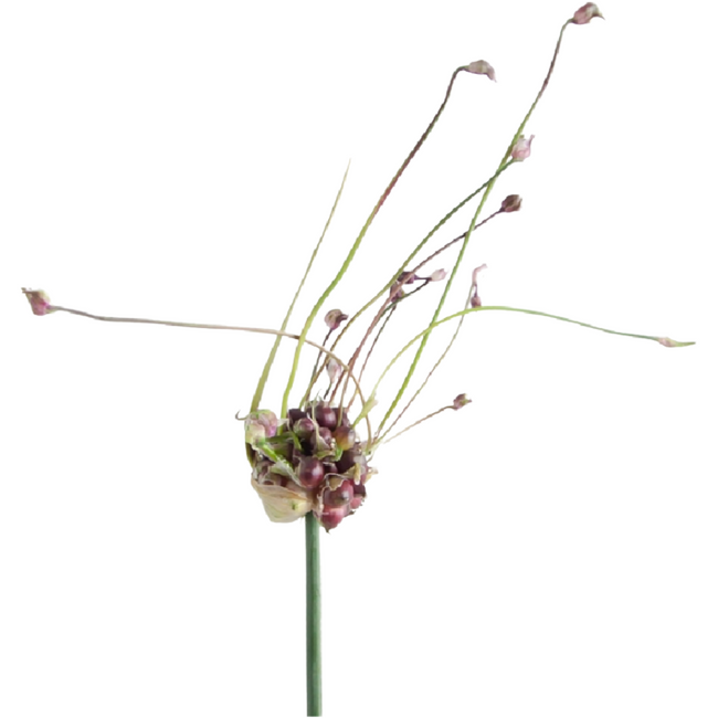 Allium Art holl